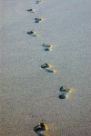 footprints