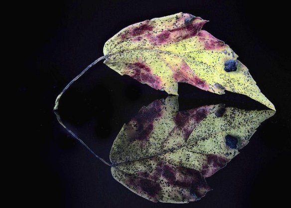 reflection of a leaf