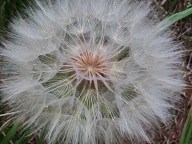 dandelion heart