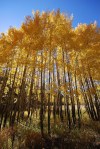 aspen grove
