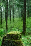 stump in a green wood