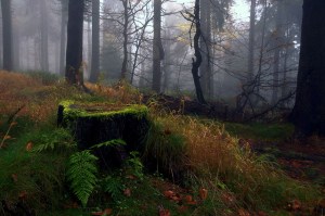 deep within the woods