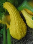 yellow squash