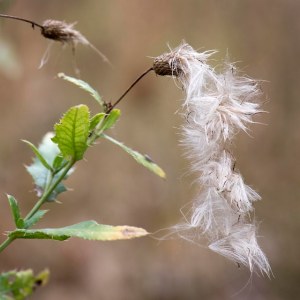 seeds falling from a plant
