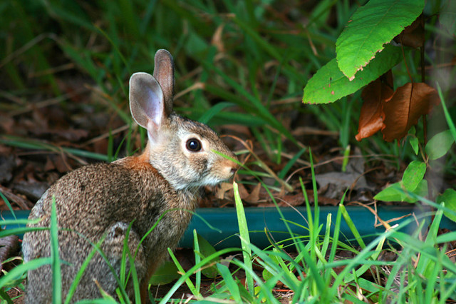 rabbit’s question | Quiet Hope