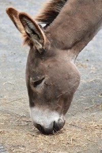 gentle donkey