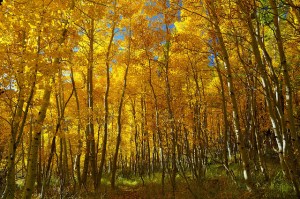 an aspen grove