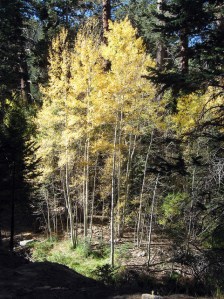 another aspen grove