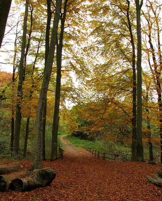 a path in the woods