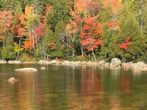 fall leaves in Maine