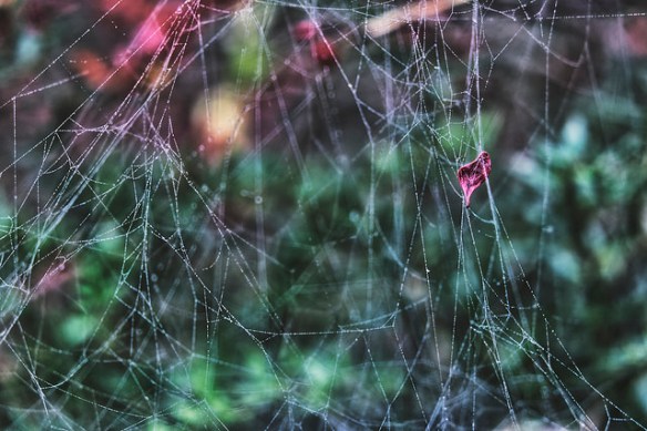 bedewed and bedraggled spider web.jpg