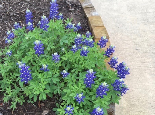 bluebonnets