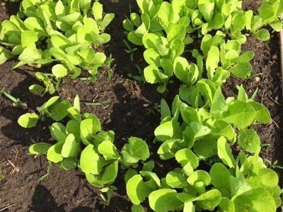 a future salad in my garden