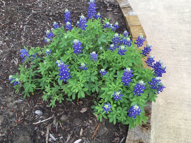 bluebonnets