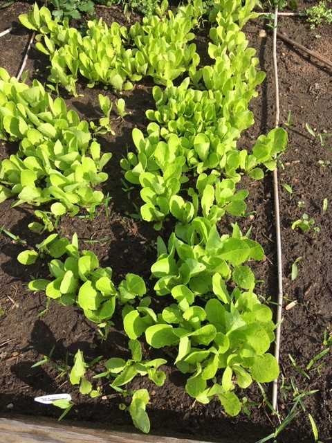 tiny romance in vegetable garden