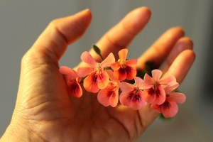 hand holding flower
