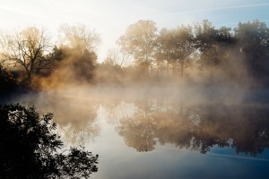 trees in a morning mist